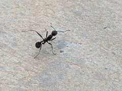 Aphaenogaster senilis