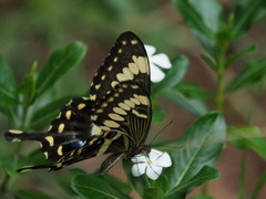 Papilio ophidicephalus