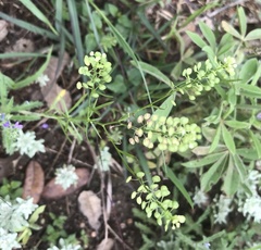 Lepidium virginicum virginicum