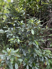 Gesneria pedunculosa