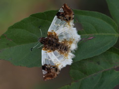 Netrobalane canopus