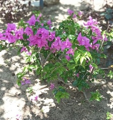 Bougainvillea