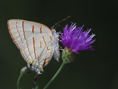 Hemiolaus caeculus
