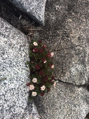 Trachymene saniculifolia