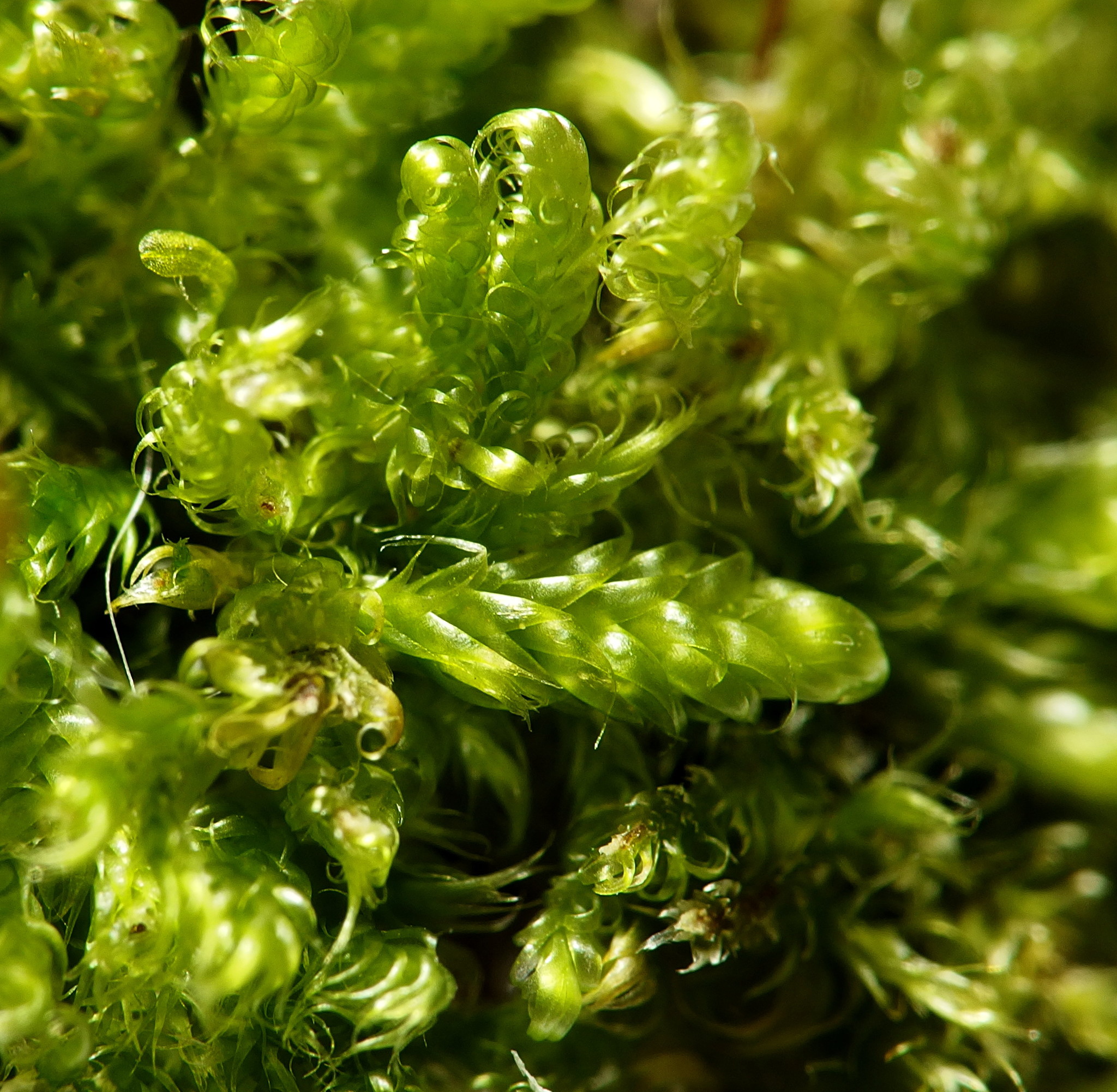 Hypnaceae
