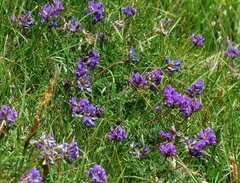 Oxytropis neglecta