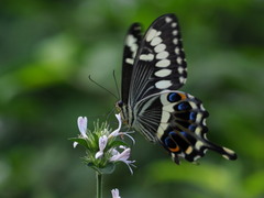 Papilio ophidicephalus entabeni