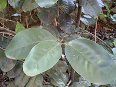 Pseudosalacia streyi