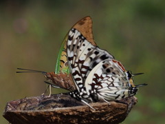 Charaxes etesipe tavetensis