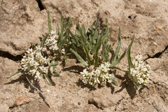 Asclepias involucrata