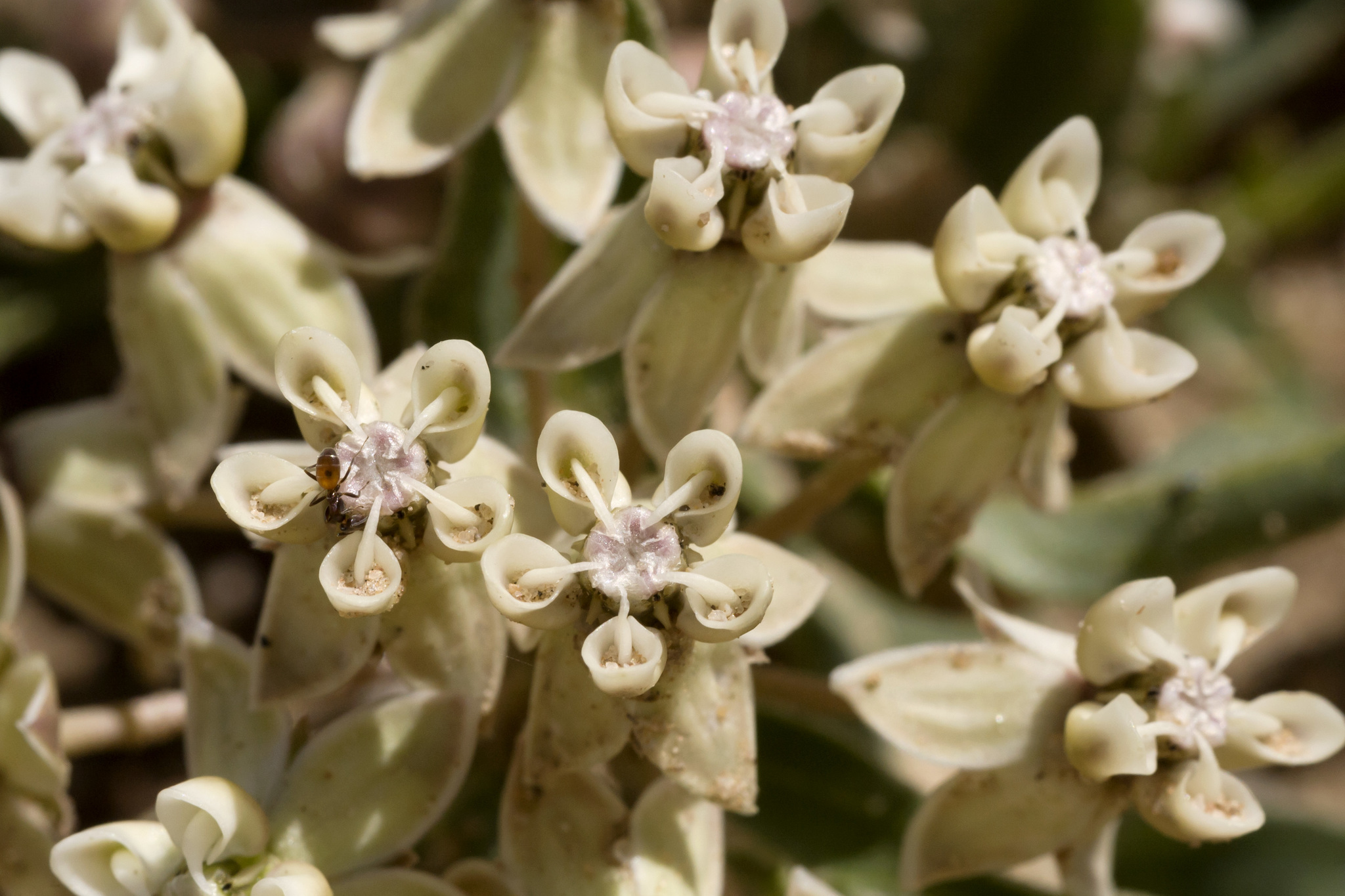 Asclepias involucrata