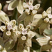 Dwarf Milkweed - Photo no rights reserved
