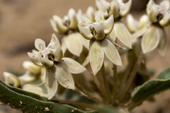 Asclepias involucrata