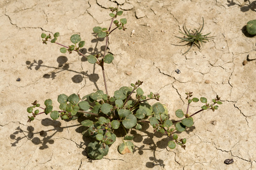 divergent buckwheat (Eriogonum divaricatum)