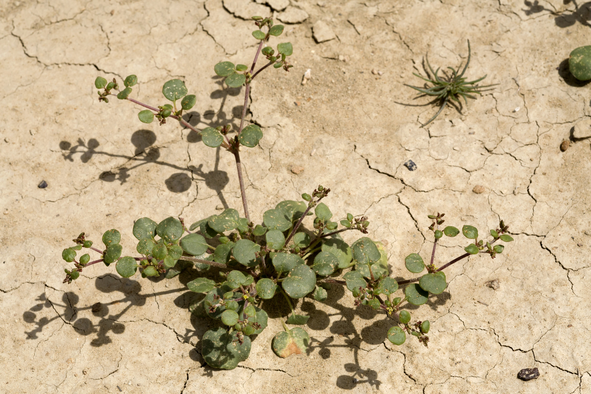 Eriogonum divaricatum