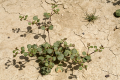 Eriogonum divaricatum