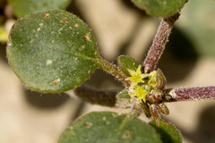 Eriogonum divaricatum