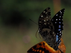 Charaxes etesipe tavetensis
