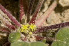 Eriogonum divaricatum