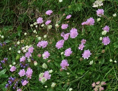 Scabiosa lucida
