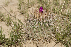 Sclerocactus cloverae