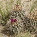 Clover's Fishhook Cactus - Photo no rights reserved