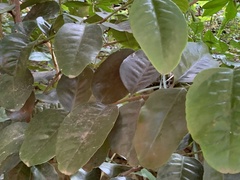 Pseudosalacia streyi