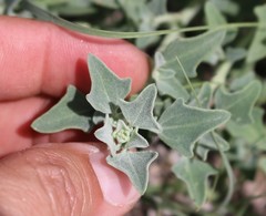 Chenopodium incanum