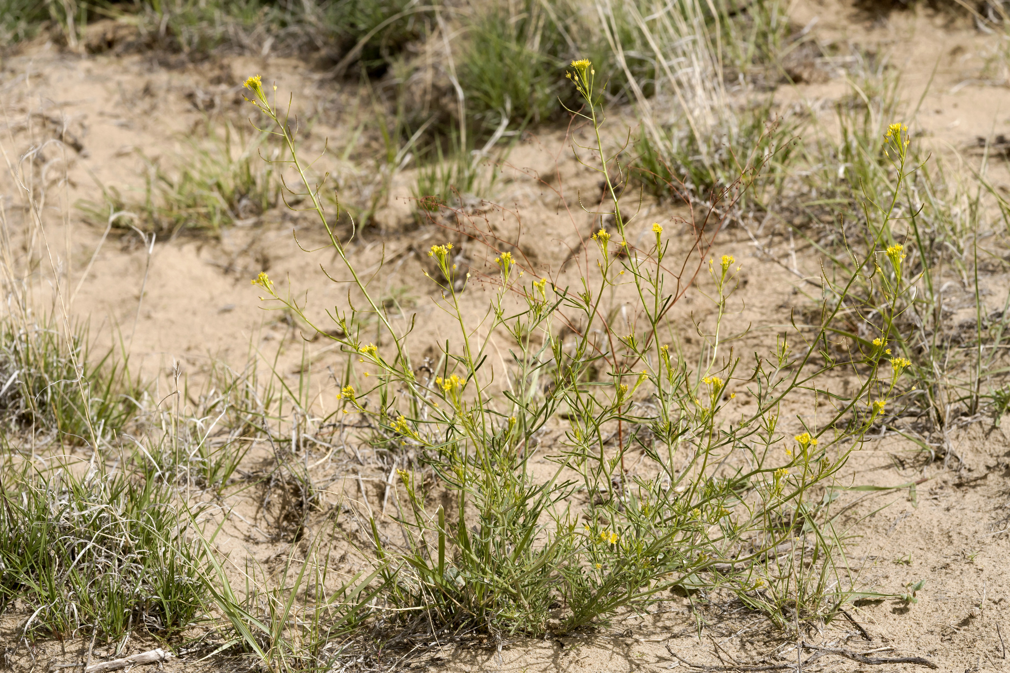 Descurainia incisa ssp. paysonii