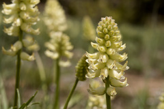 Astragalus oocalycis