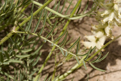Astragalus oocalycis