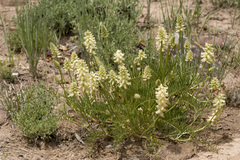 Astragalus oocalycis