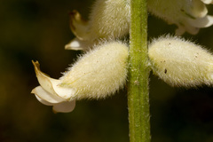 Astragalus oocalycis