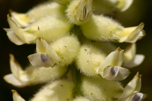 Arboles milkvetch (Astragalus oocalycis)