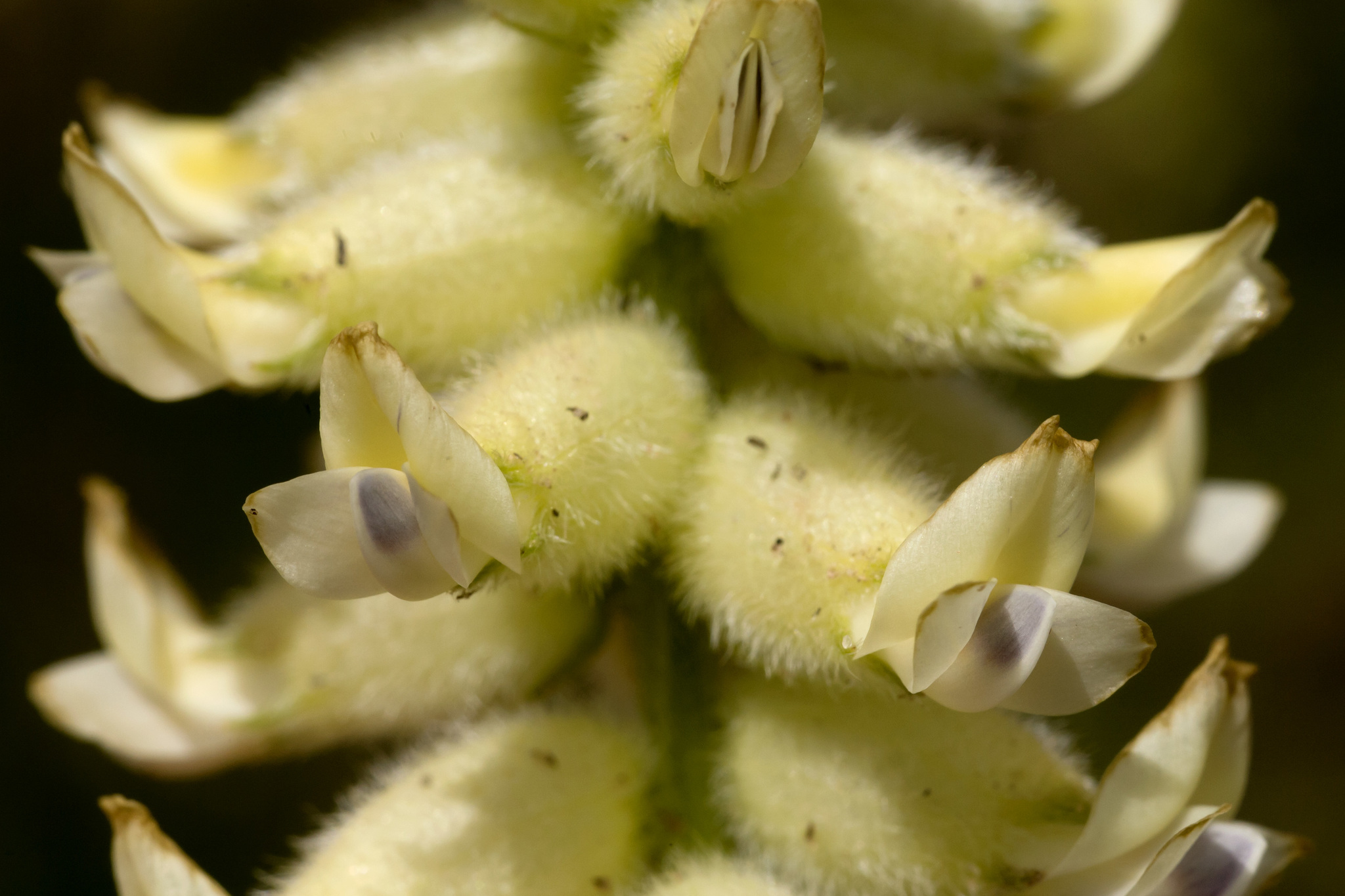 Astragalus oocalycis