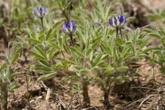 Lupinus brevicaulis