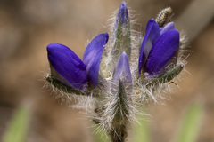 Lupinus brevicaulis
