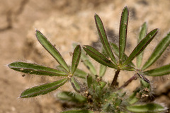 Lupinus brevicaulis