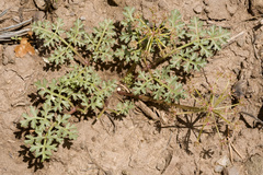 Cymopterus purpureus