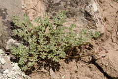 Cymopterus purpureus