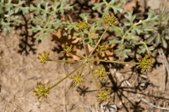 Cymopterus purpureus