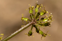 Cymopterus purpureus
