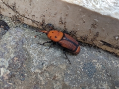 Rhynchophorus ferrugineus