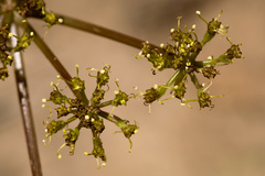 Cymopterus purpureus