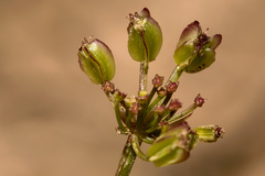 Cymopterus purpureus