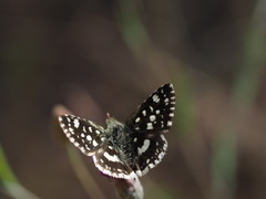 Carcharodina