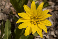 Wyethia arizonica