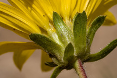 Wyethia arizonica
