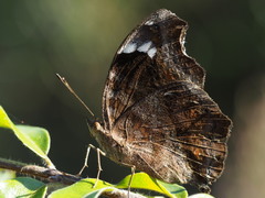 Junonia natalica