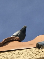 Columba livia domestica